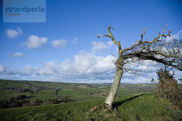 sehen  Baum  Großbritannien  über  Hügel  Tal  hoch  oben  Feld  Einsamkeit  unterhalb  zerzaust