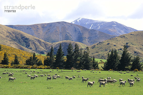 Schaf  Ovis aries  Feld  neuseeländische Südinsel  grasen  Neuseeland