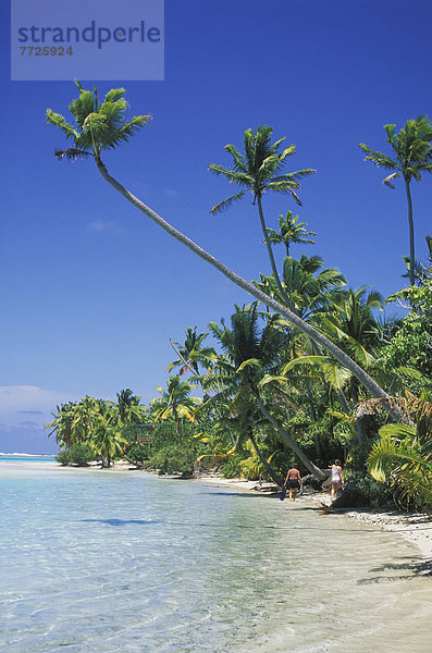 Strand  Baum  Cook-Inseln  Lagune
