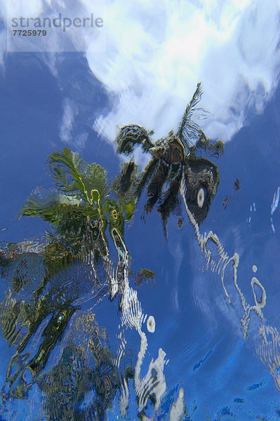hoch  oben  sehen  Baum  Unterwasseraufnahme  schwimmen  Dominikanische Republik  Punta Cana