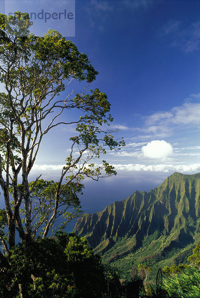 Wolke  Baum  Beleuchtung  Licht  Himmel  Tal  Hintergrund  blau  Nachmittag  glatt  Hawaii  Kalalau  Kauai  Aussichtspunkt