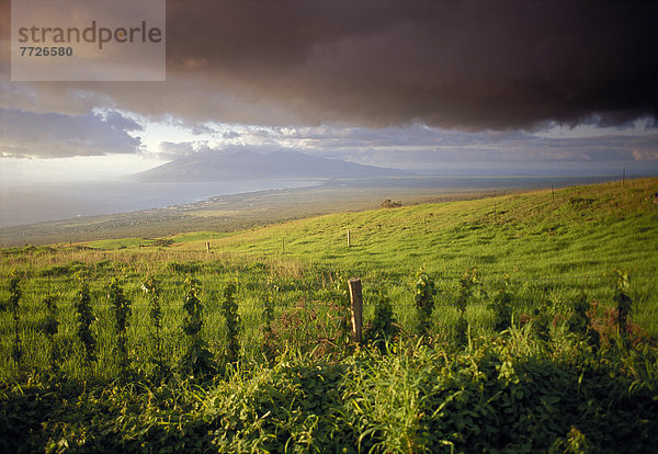 sehen  Beleuchtung  Licht  Ansicht  Nachmittag  Hawaii  Maui  Ranch