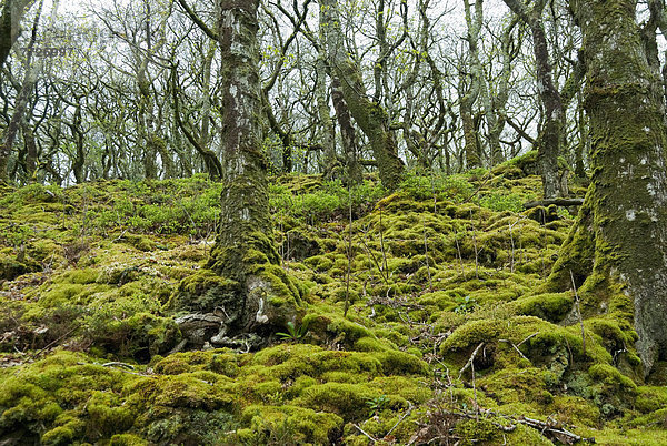 nahe  Großbritannien  Weg  Wald  vorwärts  antik