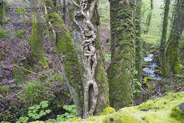 nahe  Großbritannien  Weg  Wald  vorwärts  antik