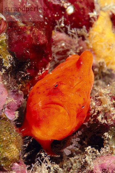 Helligkeit  Fisch  Pisces  rot  Angler  Hawaii