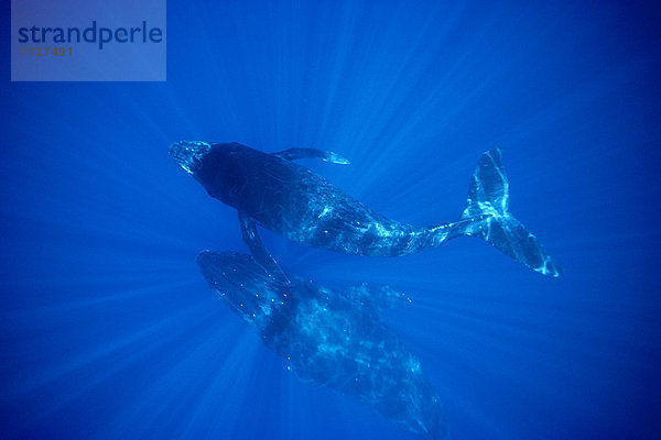 Unterwasseraufnahme  2  Wal  Sonnenstrahl  Draufsicht  Hawaii