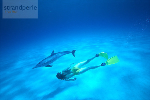 Delphin  Delphinus delphis  nahe  Sand  Karibik  Boden  Fußboden  Fußböden  Punkt  schnorcheln  Dalbe  Schnorchler