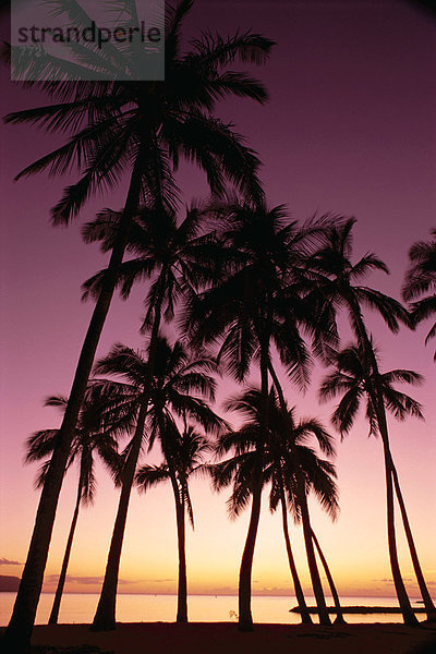 Sonnenuntergang  Baum  Silhouette  Ozean  dramatisch  lila  Hawaii  Oahu
