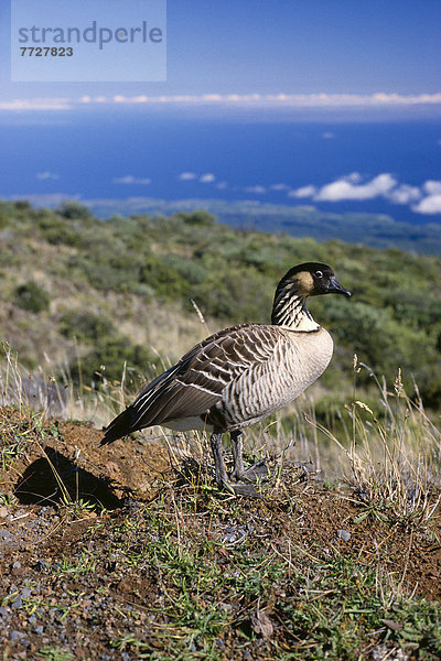 Haleakala  East Maui Volcano  stehend  Hügel  Seitenansicht  Gans  Hawaii  Maui