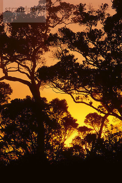 Sonnenuntergang Baum Silhouette gelb Himmel Helligkeit Hawaii Kauai Kokee State Park blass