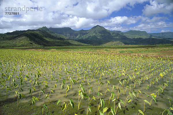 blauer Himmel  wolkenloser Himmel  wolkenlos  Berg  Wolke  Hintergrund  Feld  Ansicht  Wasserbrotwurzel  Colocasia esculenta  Hawaii  Kauai