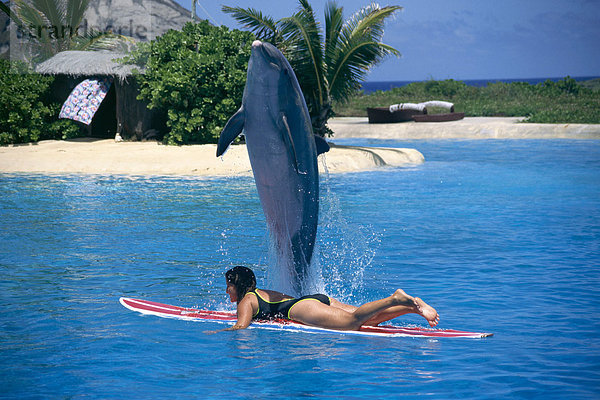 Delphin  Delphinus delphis  hoch  oben  nahe  Frau  über  Surfboard  springen  Dalbe  Hawaii  Oahu