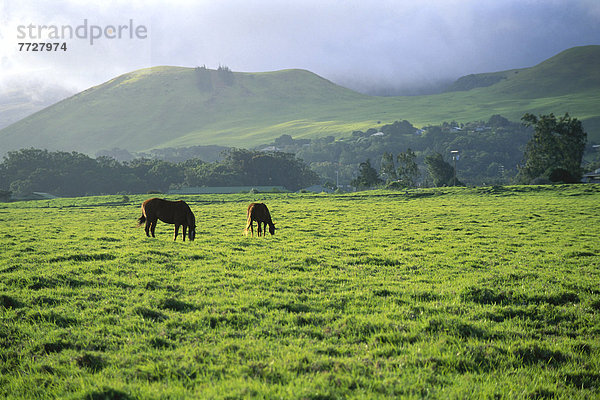 Hawaii Big Island Schönheit Landschaft Paar Paare Hawaii Ranch Waimea
