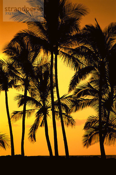 Hawaii  Big Island  Sonnenuntergang  Baum  Silhouette  Ansicht  Leidenschaft  Hawaii