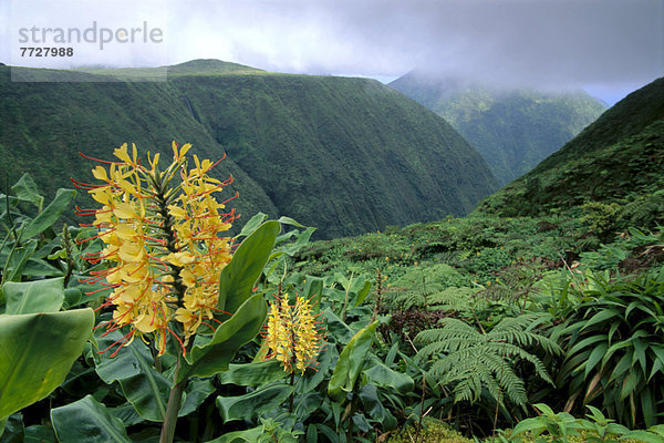 Hawaii  Big Island  folgen  gelb  über  Tal  Farn  sehen  graben  gräbt  grabend  Ingwer  Hawaii