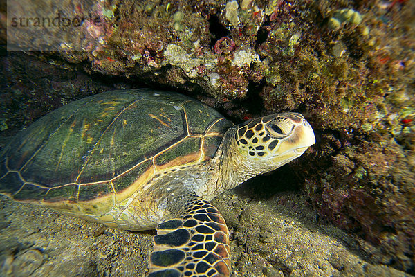 hoch oben nahe grün Meer Landschildkröte Schildkröte Hawaii