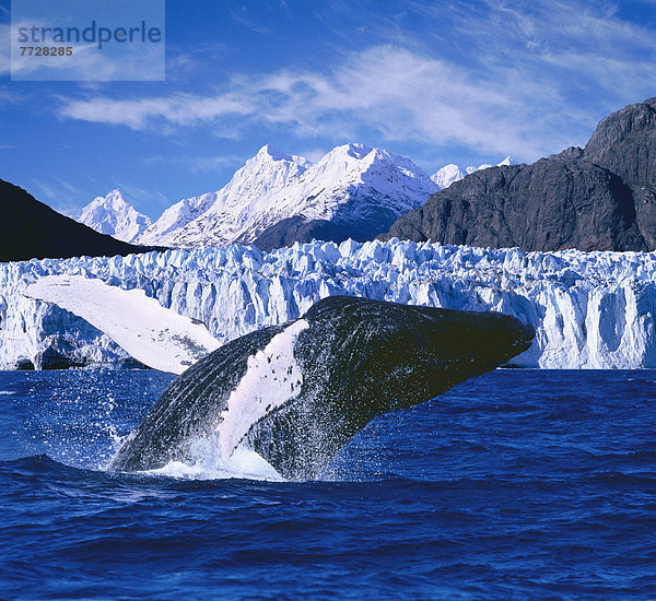 hoch  oben  nahe  Hintergrund  Ansicht  Seitenansicht  Margerie Gletscher  Wal