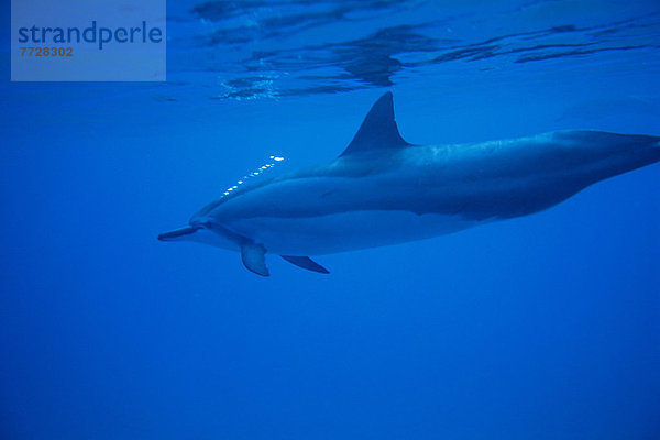Delphin  Delphinus delphis  nahe  Bodenhöhe  Unterwasseraufnahme  Ansicht  Seitenansicht  Dalbe  Hawaii  North Shore  Oahu