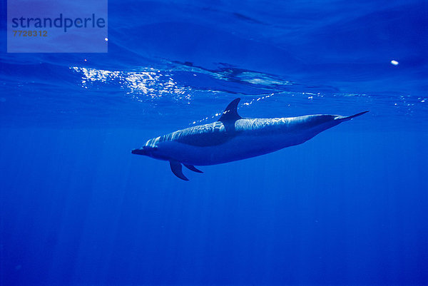 Delphin  Delphinus delphis  nahe  Bodenhöhe  Pazifischer Ozean  Pazifik  Stiller Ozean  Großer Ozean  Ansicht  Länge  Seitenansicht  Punkt  Dalbe  voll  Hawaii