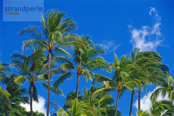 Tropisch  Tropen  subtropisch  Wolke  Baum  Himmel  blau  groß  großes  großer  große  großen  00 Grundlegendes  Größe  Hawaii  Oahu