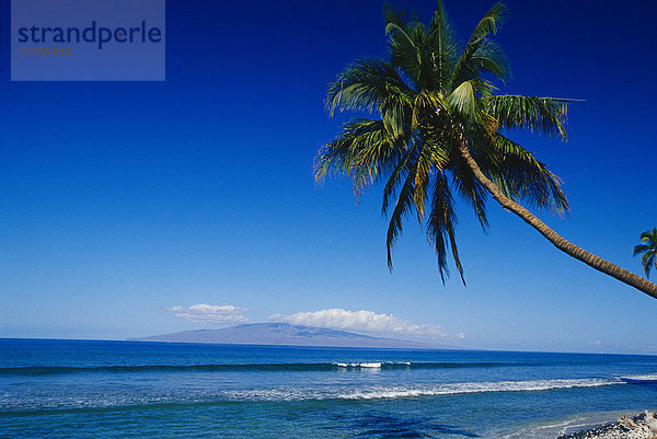 entfernt  Baum  Himmel  blau  Palme  Hawaii  Lanai  Maui