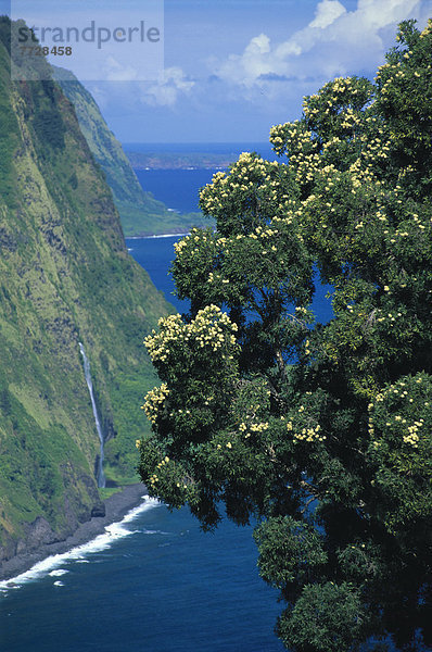 Hawaii  Big Island  Papier  Blume  Baum  Ozean  Küste  Tal  Ignoranz  Wasserfall  Baumrinde  Rinde  Hawaii