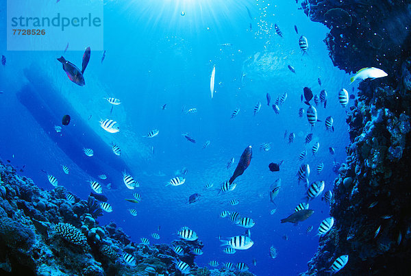 Tropisch  Tropen  subtropisch  Fisch  Pisces  Vielfalt  Saipan