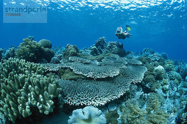 marineblau  Indonesien