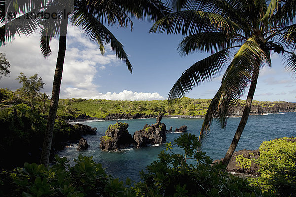 hinter  Baum  Ansicht  Sonnenlicht  Hawaii  Maui