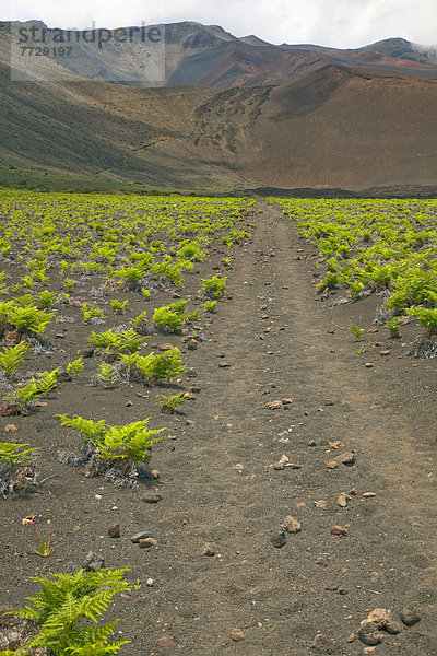 Haleakala  East Maui Volcano  folgen  Vulkan  wandern  Krater  Hawaii  Maui