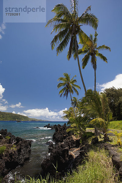 Baum  Himmel  Küste  blau  Sonnenlicht  Hawaii  Maui