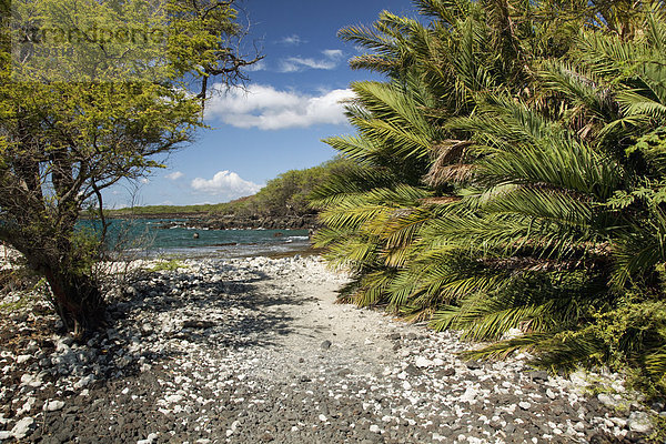 zwischen  inmitten  mitten  Strand  Baum  Fernverkehrsstraße  Hawaii  Maui