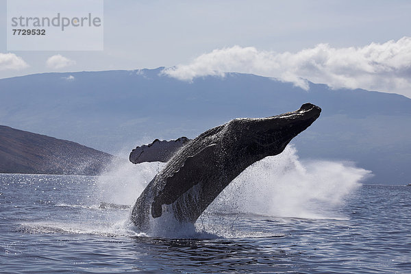 Hektik  Druck  hektisch  Ozean  Hawaii  Wal