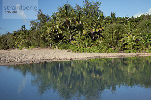 Wasser Baum Überfluss Spiegelung Laub Hawaii Kauai