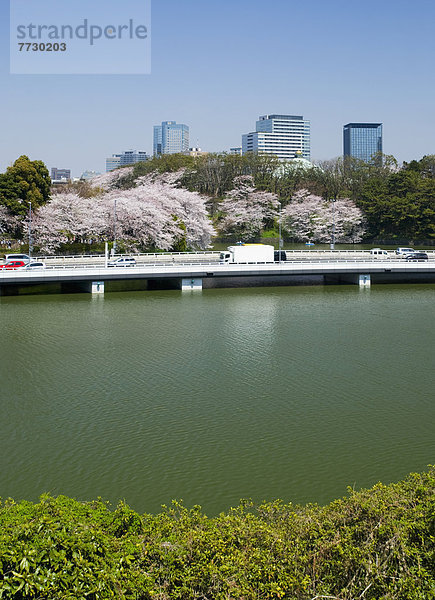 hoch  oben  Baum  Gebäude  aufwärts  Tokyo  Hauptstadt  Kirsche  Fluss  Bundesstraße  vorwärts  Japan