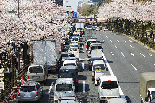 Baum  Tokyo  Hauptstadt  Kirsche  Blüte  Allee  Japan  japanisch