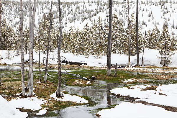 Snow In Yellowstone National Park  Wyoming United States Of America