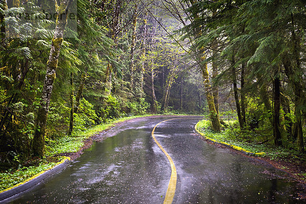 nahe  Tag  grün  Überfluss  Fernverkehrsstraße  Regen  Insel  Tofino  British Columbia  Vancouver