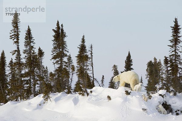 Eisbär  Ursus maritimus  Sau  Außenaufnahme  3  Höhle  Wapusk National Park  Jungtier