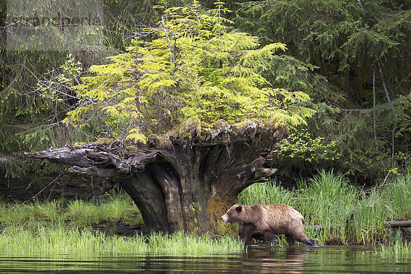 Grizzlybär  ursus horibilis  Grizzly  nahe  gehen  Baum  Wachstum  Heiligtum  braun  neu