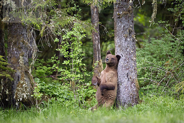 Grizzlybär  ursus horibilis  Grizzly  hoch  oben  nahe  stehend  Baum  sehen  Nachdenklichkeit  Heiligtum  Bär  junges Raubtier  junge Raubtiere  Prinz