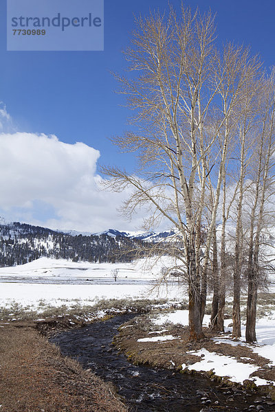 Winter  rennen  Fluss  Yellowstone Nationalpark
