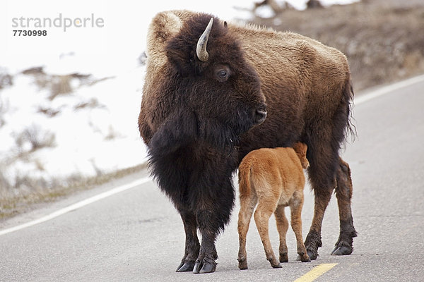 gehen  Fernverkehrsstraße  Büffel  Yellowstone Nationalpark