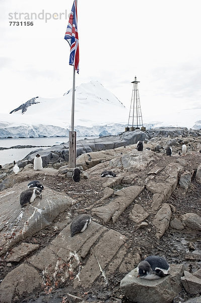 Kaiserpinguin  Aptenodytes forsteri  Felsbrocken  liegend  liegen  liegt  liegendes  liegender  liegende  daliegen  Einheit  Stange  Küste  Fahne  vorwärts  Antarktis  Gewerkschaft