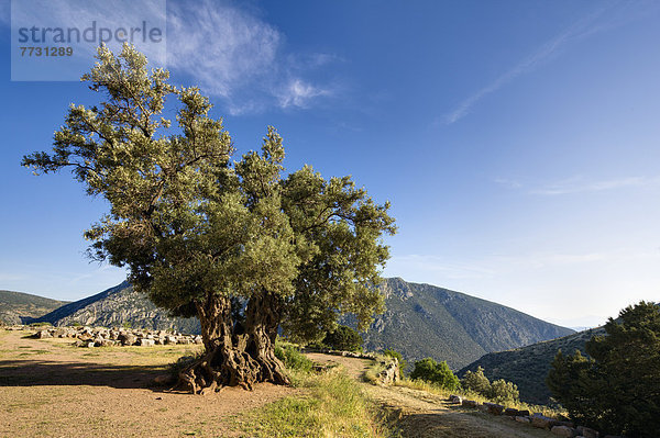 Giant Olive Tree  Delphi Greece