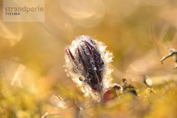 Knospe einer Küchenschelle (Pulsatilla vulgaris)  close-up