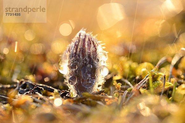 Knospe einer Küchenschelle (Pulsatilla vulgaris)  close-up