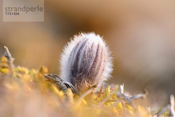 Knospe einer Küchenschelle (Pulsatilla vulgaris)  close-up