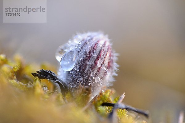 Knospe einer Küchenschelle (Pulsatilla vulgaris)  close-up