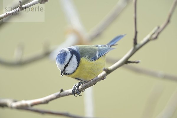 Blaumeise (Cyanistes caeruleus) hockt auf einem Zweig